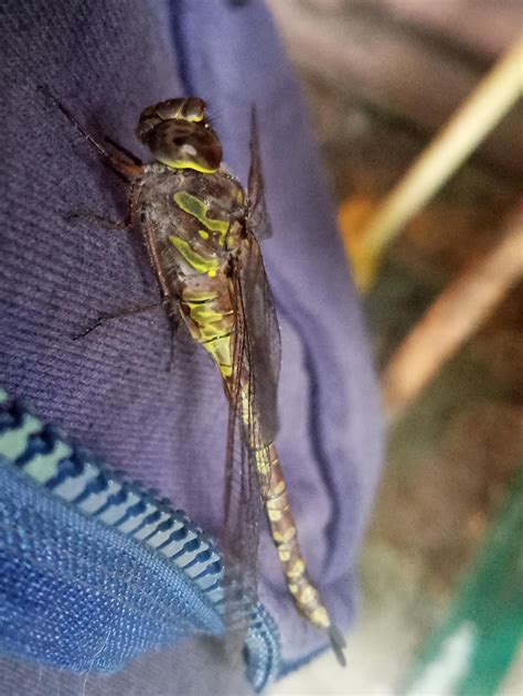A Canadain Darner that landed on me. : r/Insect