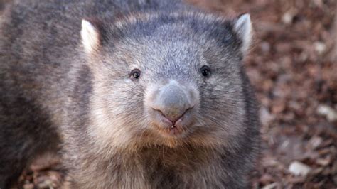 Science Fact: Wombat Poop Is Cube-Shaped