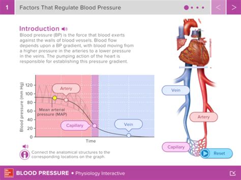 SB BLOOD AND CARDIOVASCULAR SYSTEM PART 1 Flashcards Quizlet