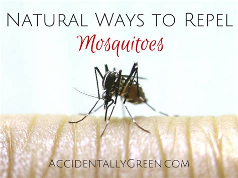 Natural Ways To Repel Mosquitoes Accidentally Green