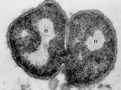 Bacterial cell structure & function: Nucleoid