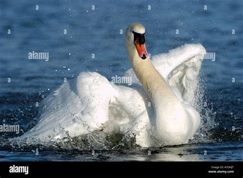 Hoeckerschwan Cygnus Olor Mute Swan Europe Europa Stock Photo Alamy