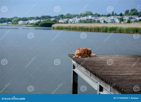 Perro En El Muelle De La Ciudad Peta En El Parque Para Dar Un Paseo