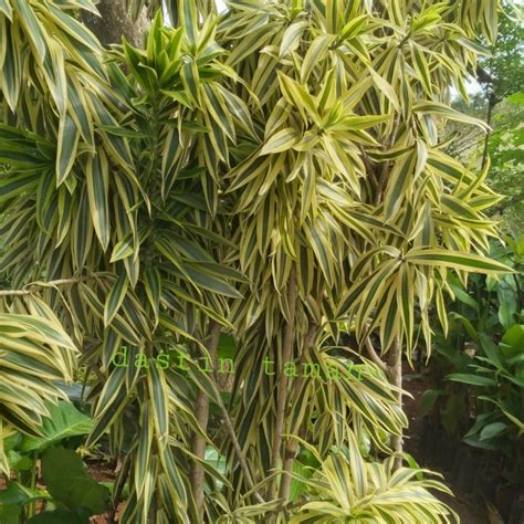 Jual Tanaman Song Op India Dracaena Reflexa Tinggi 2 Meter Kota