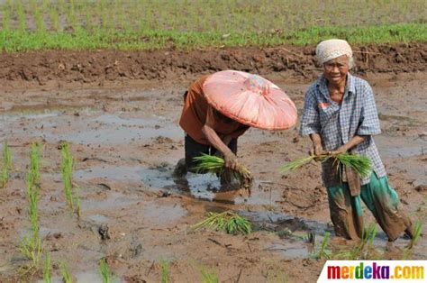 Foto Musim Tanam Petani Tebar Bibit Merdeka