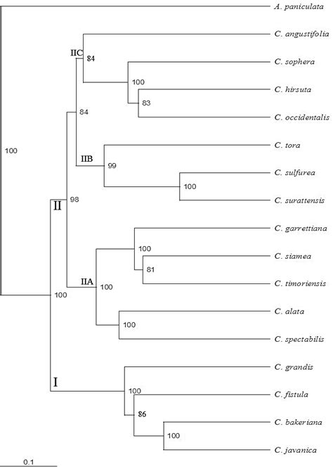 Upgma Dendrogram Based On Jaccard S Similarity Coefficient Among Cassia