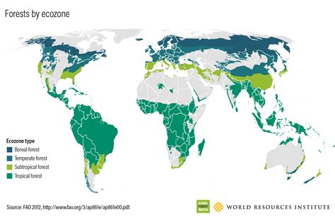 Forest Extent | Global Forest Review