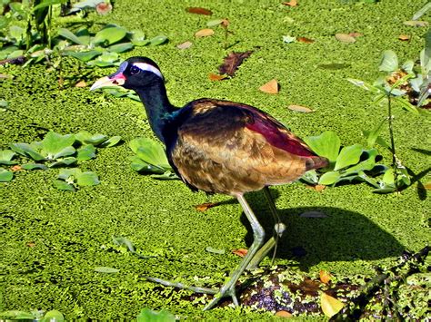 Bronze Winged Jacana Taken At Botanical Garden Shibpur Flickr