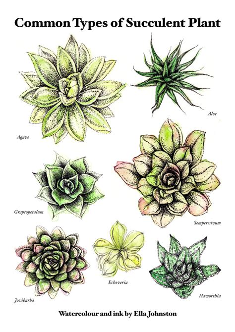 Beginners Guide To The Succulents Plant Trend Ellas Place