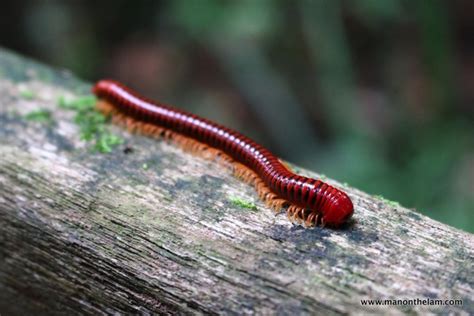 Gunung Mulu National Park & Mulu Caves, Sarawak, Borneo