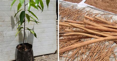 Cómo cultivar la planta de canela en tu propia casa e Consejos