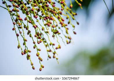 Closeup Branch Dwarf Date Palm Seeds Stock Photo 1067294867 | Shutterstock