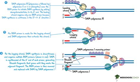 Dna Replication Mcat Biology Medschoolcoach