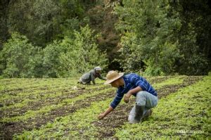 CELAC discutirá nuevo plan de seguridad alimentaria y nutricional para