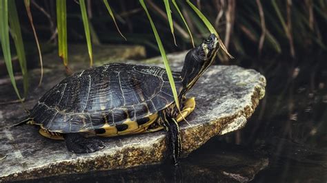 Todo Sobre Las Tortugas De Agua Dulce H Bitat Y Cuidados Blog