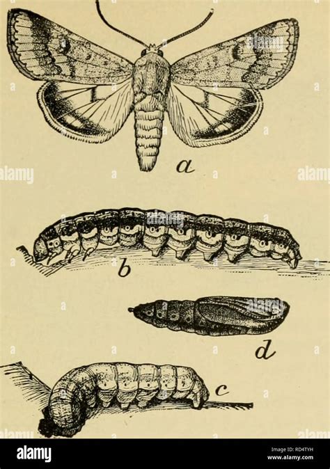 Cotton Bollworm Stock Photos & Cotton Bollworm Stock Images - Page 2 ...