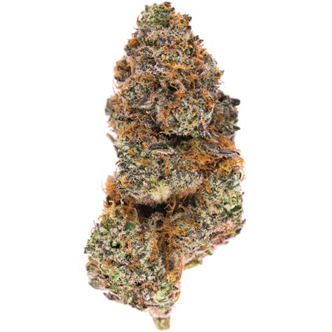 Animal Tsunami Very High Thc Hybrid Strain Mmjdirect