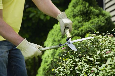 The 1 3 Rule For Pruning Shrubs