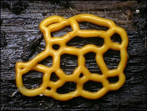 Pretzel Looking Slime Mold Slime Mould Fungi Mushroom Fungi