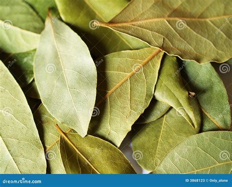 Bay Leaves For Cooking Stock Image Image Of Heady Cook