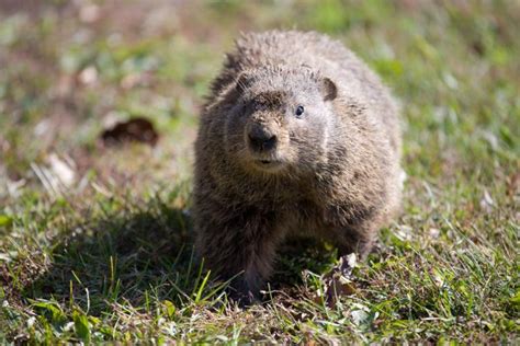 Life On The Tallgrass Prairie: Animals of the Tallgrass Prairie - Woodchuck