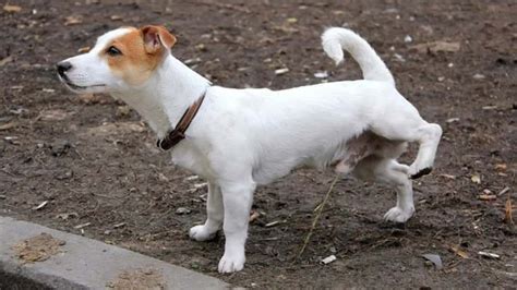 Cachorro Coisas Que Todo Dono De C O Precisa Saber Arquiteta Giovanna