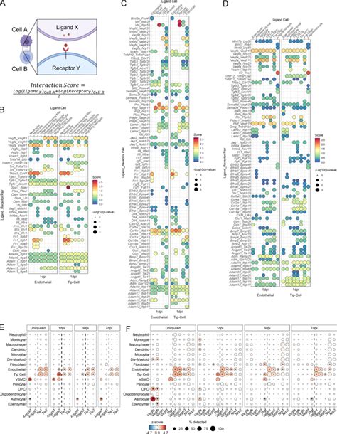 Ligandreceptor Analysis To Assess Endothelial And Tip Cell Download Scientific Diagram