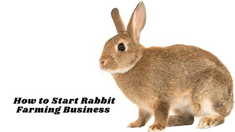 How To Start Rabbit Farming Business Idea