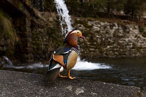 Mandarin Duck A Perching Duck Species Found In East Asia The Adult Male ...