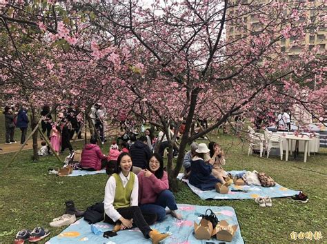 粉紅櫻海來了！新竹公園櫻花季浪漫登場 生活 自由時報電子報