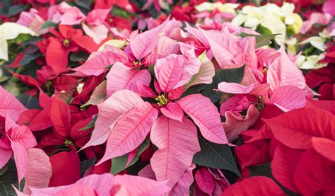 Poinsettia Ou étoile De Noël Culture Entretien Et Plantation Jardiland