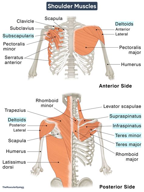 Shoulder Muscles: Names, Anatomy & Labeled Diagram