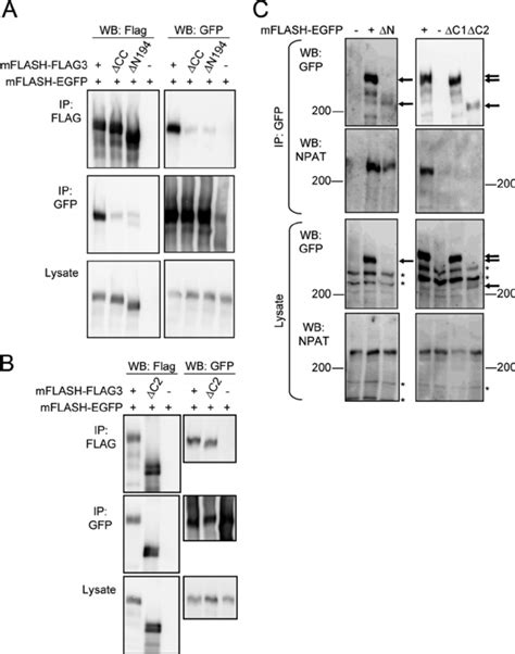 Characterization Of C Terminal And N Terminal Deletion Mutants Of