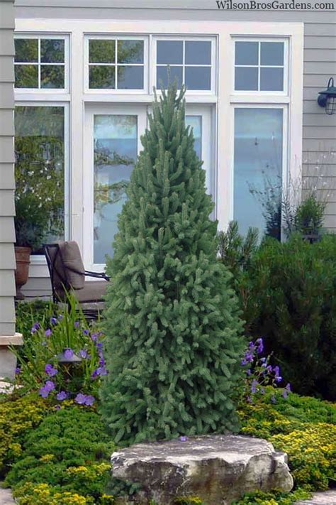 Buy Dwarf Columnar Norway Spruce Picea Abies Fastigiata Compacta