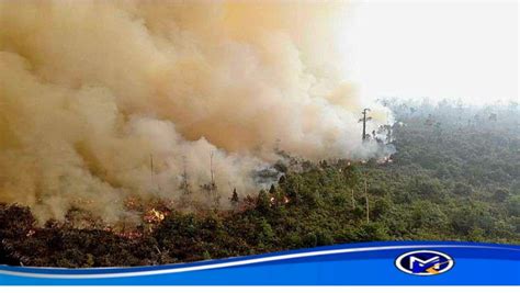 Data BPBD 1 453 Hektar Hutan Dan Lahan Di Ketapang Terbakar Hingga