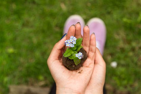 Images Gratuites Main Herbe Fleur Plante Pelouse La Photographie