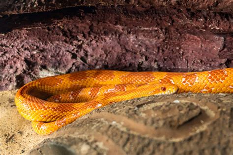 Sonhar Cobra Laranja Desvende J O Significado