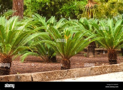 How To Grow And Care For Sago Palm Gardener S Path