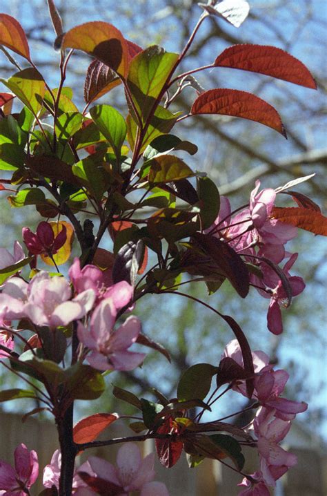 Blooming crabapple tree by greyrowan on DeviantArt