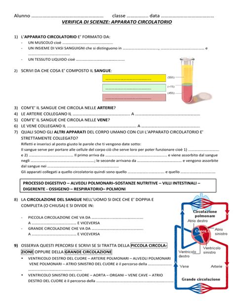 Verifica Apparato Circolatorio Scienza Flashcard Lezioni Di Scienze