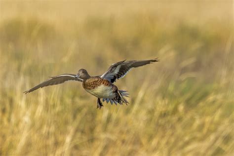 American Wigeon Incoming Tony Spane Flickr