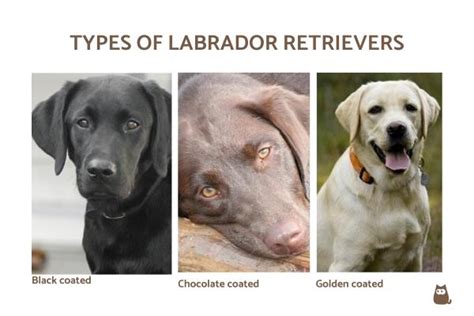 Types Of Retriever Dogs With Photos