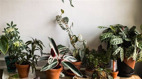 4 Tipos De Plantas Que Ajudam A Purificar O Ar Da Sua Casa