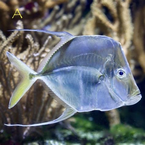 lookdown rock  critters
