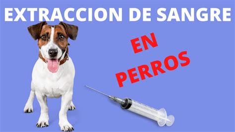 EXTRACCIÓN DE SANGRE EN PERROS YouTube