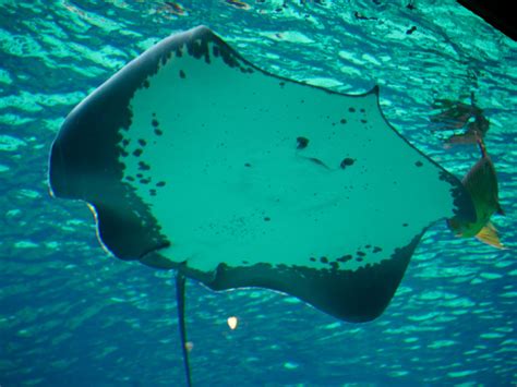 Scientists discover record-breaking stingray weighing over 650 pounds ...