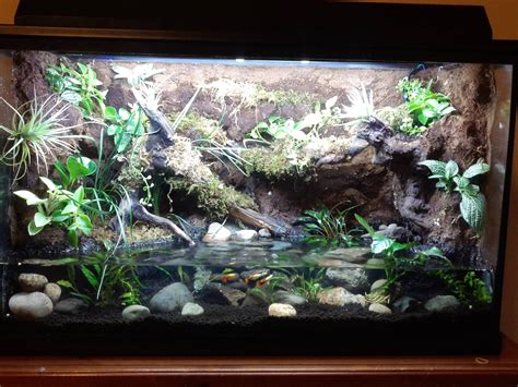 INCREDIBLE Fire-Bellied Toad Island Paludarium With, 51% OFF