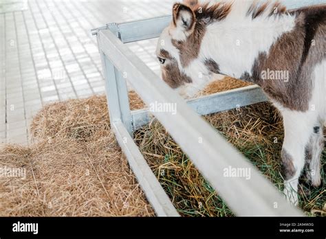 dwarf brown miniature donkey in rural farm Stock Photo - Alamy