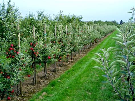 R Aliser Un Palissage Pour Des Fruitiers Ma Passion Du Verger