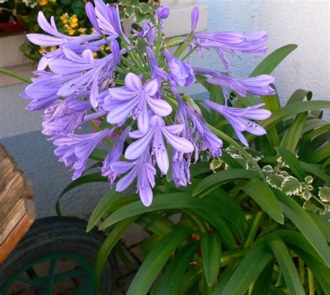 Leçon de jardin du 24 mars 2018 Vie Quotidienne et Loisir L